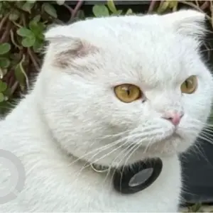 A White Scottish Fold Cat Found from Shakhbout City