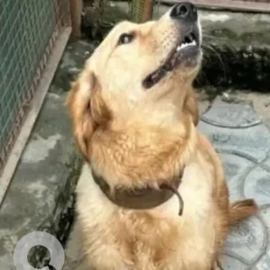 A Golden Golden Retriever Dog Found from New Delhi