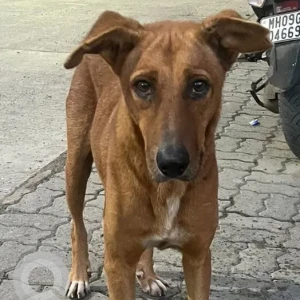 A White-Brown Mix Indie Dog Missing from Nibm road, Raheja vista circle