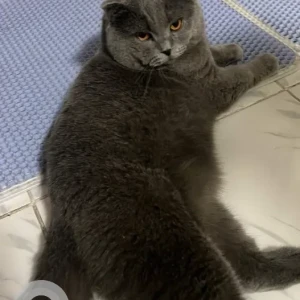 A Grey Scottish Fold Cat Missing from Mirdif 26C Street