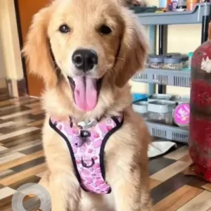 A Golden Golden Retriever Dog Missing from SBI Doimukh area