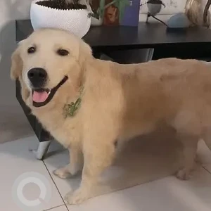 A White-Brown Mix Golden Retriever Dog Found from Bengaluru