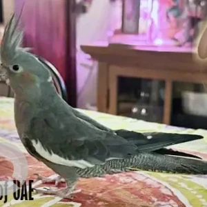 A Grey Cockatiel Bird Missing from Jumeirah Park Area