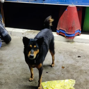 A Black and Brown Indie Dog Found from Ram Nagar South, Madipakkam