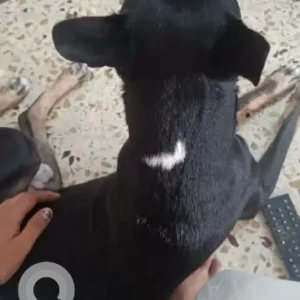 A Black and White Indie Dog Missing from Marina Square, Santhome High Road-2