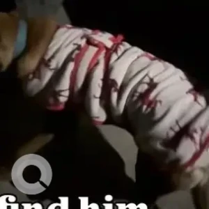 A Brown Indie Dog Missing from Sector 12, Dwarka-2