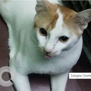 A White-Brown Mix Bengal Cat Missing from Kolkata