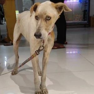 A White-Brown Mix Indie Dog Missing from Chembur, Mumbai