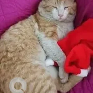 A Light Brown Indie Cat Missing from Carmelaram, Sarjapur Road-2