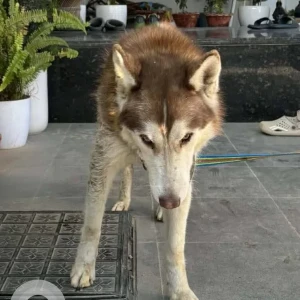 A White-Brown Mix Husky Dog Found from 