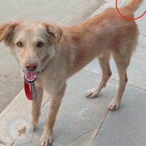 A Brown Indie mix Dog Missing from Aparna Kanopy Marigold, Gundlapochampally
