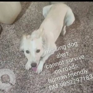 A White Indie Dog Missing from Ali Lane Abids Nampally
