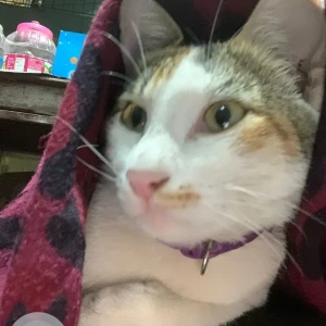 A Grey-White Mix Indie Cat Missing from Tughlakabad, New Delhi