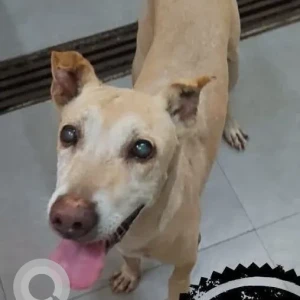 A White-Brown Mix Indie Dog Missing from Mumbai