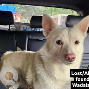A White Pomeranian Dog Found from Sion, Mumbai-2
