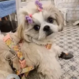 A White-Brown Mix Shih Tzu Dog Missing from Narayanapura, Bengaluru