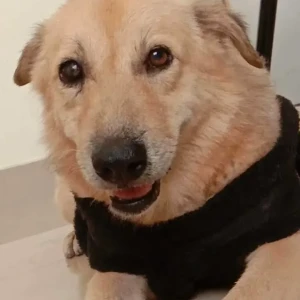 A White Kashmir Mastiff Dog Missing from Pallavaram, Chennai