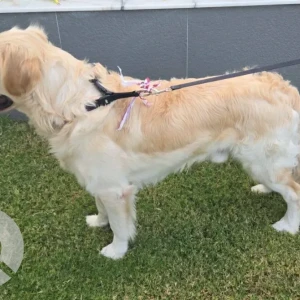 A Golden Golden Retriever Dog Found from Al Furjan-2