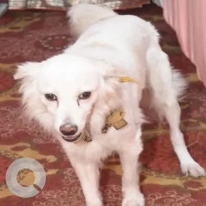 A White Pomeranian Dog Missing from Jaripatka, Barakholi