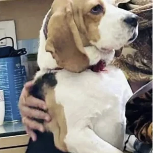 A White-Brown Mix Beagle Dog Missing from Khedki Majra gaon