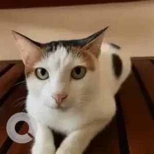 A White and Grey Indie Cat Missing from Horamavu, Bengaluru