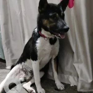 A Black and White Indie Dog Missing from State Veterinary Hospital-2