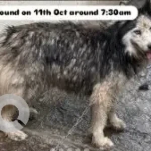 A White and Grey Husky Dog Found from Kalyan Nagar, Bengaluru-2