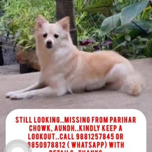A White-Brown Mix Indie Dog Missing from Aundh, Pune