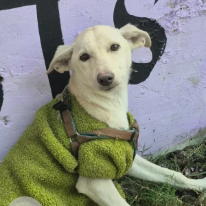 A White Indie Dog Found from Sector 107