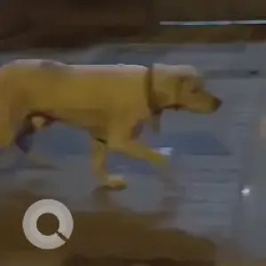 A White Pakistani Bully Dog Found from Mota Singh School, Janakpuri-2