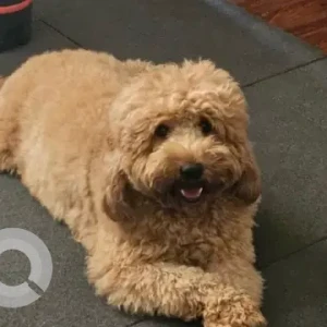 A Golden Goldendoodle Dog Missing from Al Ruwayyah 3