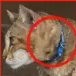 A Brown Calico Cat Missing from Meenambakkam, Chennai-2