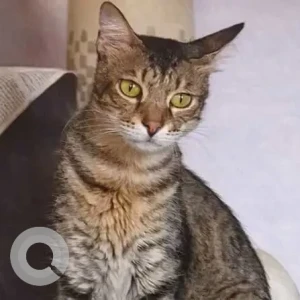 A Grey Indie Cat Missing from 13th Main Road, Annanagar-2