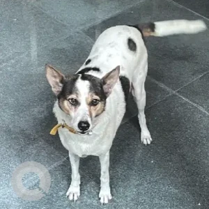 A Black and White Indie Dog Missing from Domlur/Indirangar