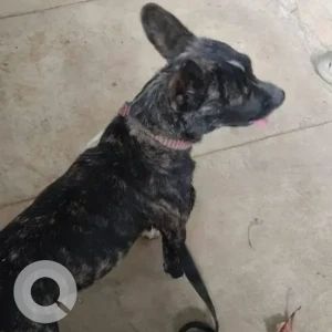 A Black and White Pitbull Indie mix Dog Found from Asha Township, Doddegubbi-3