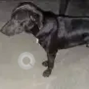 A Black Indie Dog Missing from Sec 38/A Chandigarh