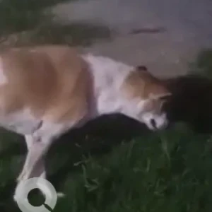 A White-Brown Mix Indie Dog Missing from NDMC hospital, Moti Bagh