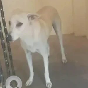 A White Indie Dog Missing from Subhash lane, Narayanpura-3