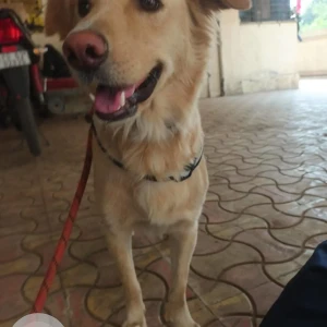 A Light Brown Golden Retriever Dog Found from Ulwe, Navi Mumbai-2