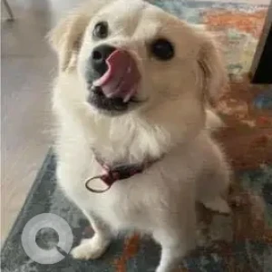 A White Pomeranian Dog Missing from Mehrauli