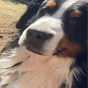 A Black and White Bernese Mountain Dog Missing from Union Road and Mashapaug Road near Hamilton Reservoir