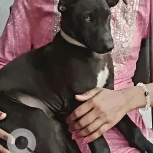 A Black Indie Dog Missing from Transport Nagar Bypass