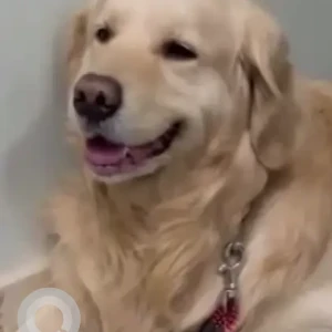 A Light Brown Golden Retriever Dog Found from Kodigehalli, Virupakshapura-4