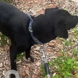A Black Indie Dog Missing from Virupakshapura, Kodigehalli-3