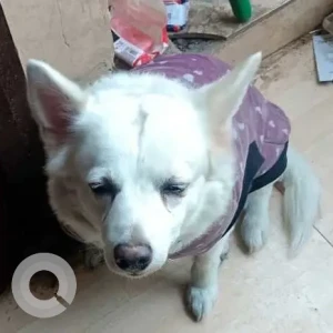 A White Pomeranian Dog Found from RPS restaurant Savitri Nagar