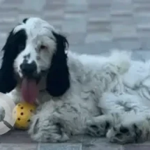 A White English Cocker Spaniel Dog Missing from Al Manara- 21A Street
