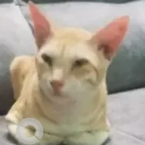 A White-Brown Mix Ginger cat Cat Missing from Madipakkam, Chennai