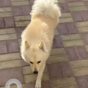 A White Pomeranian Dog Found from Ajman-2