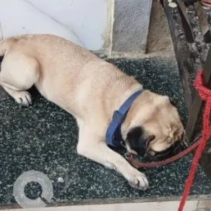 A White Pug Dog Found from Camp, MG road-2