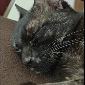 A Black Tortoisehell Cat Adoption from BTM Layout, Bengaluru